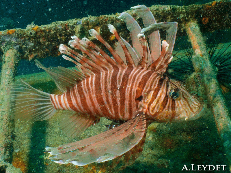 lion fish