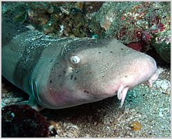 nurse shark tokong