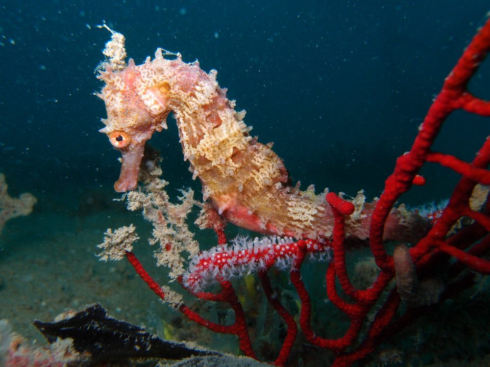 Seahorse Drift