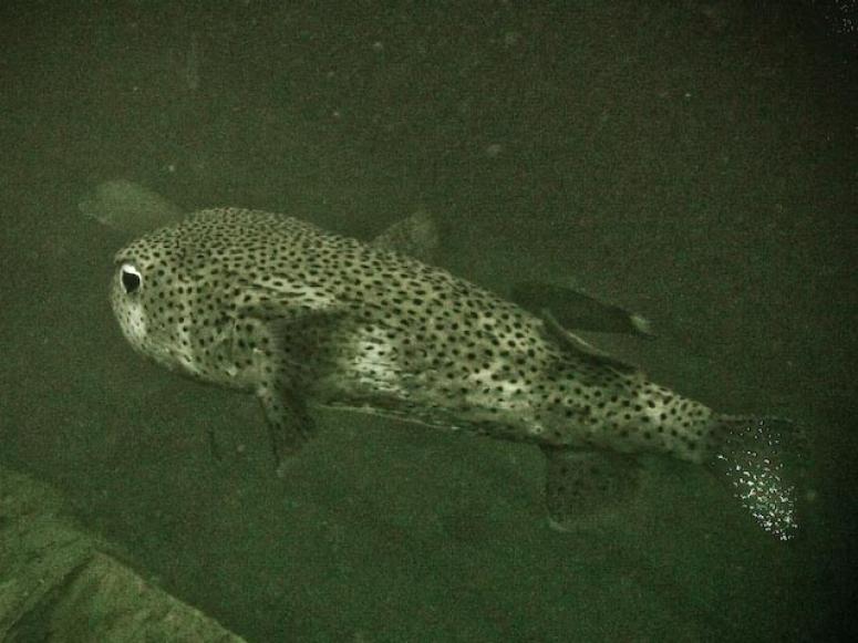 Sugar Wreck, poison coffre